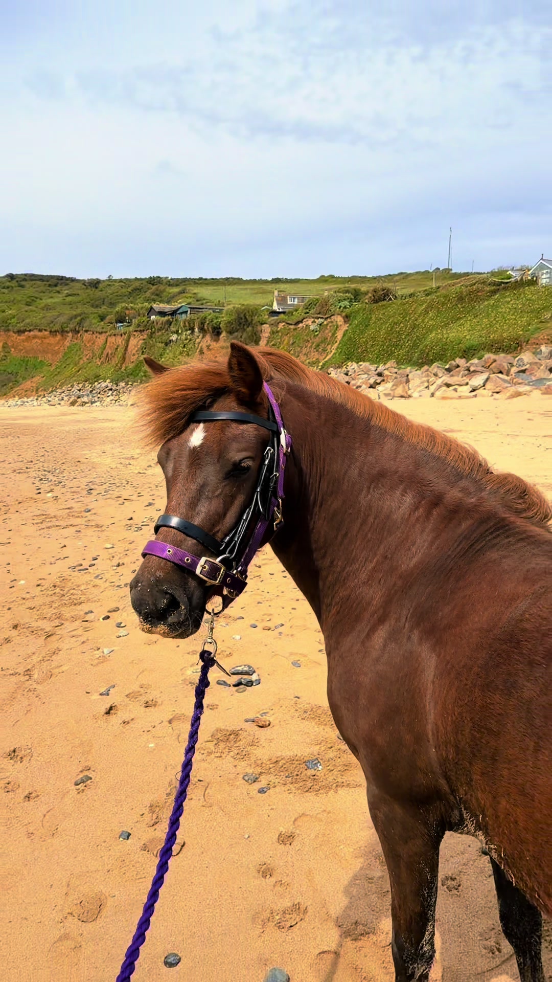 @horsetiktoc