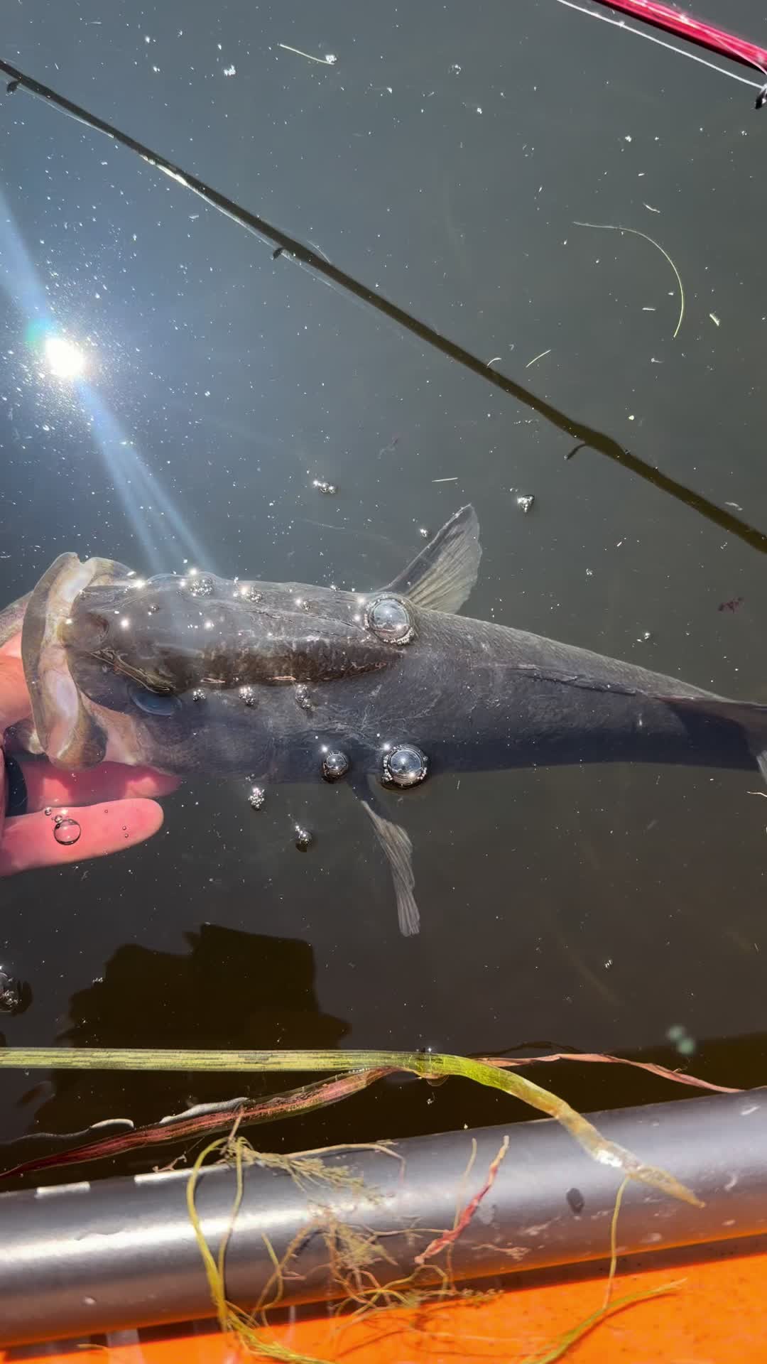 @wildbillfishing