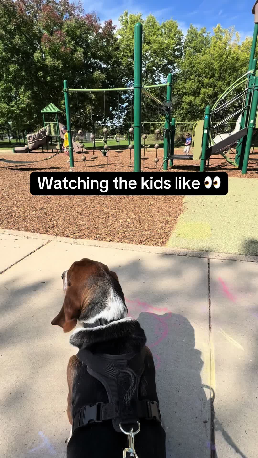 @Chuck Bass The Basset Hound