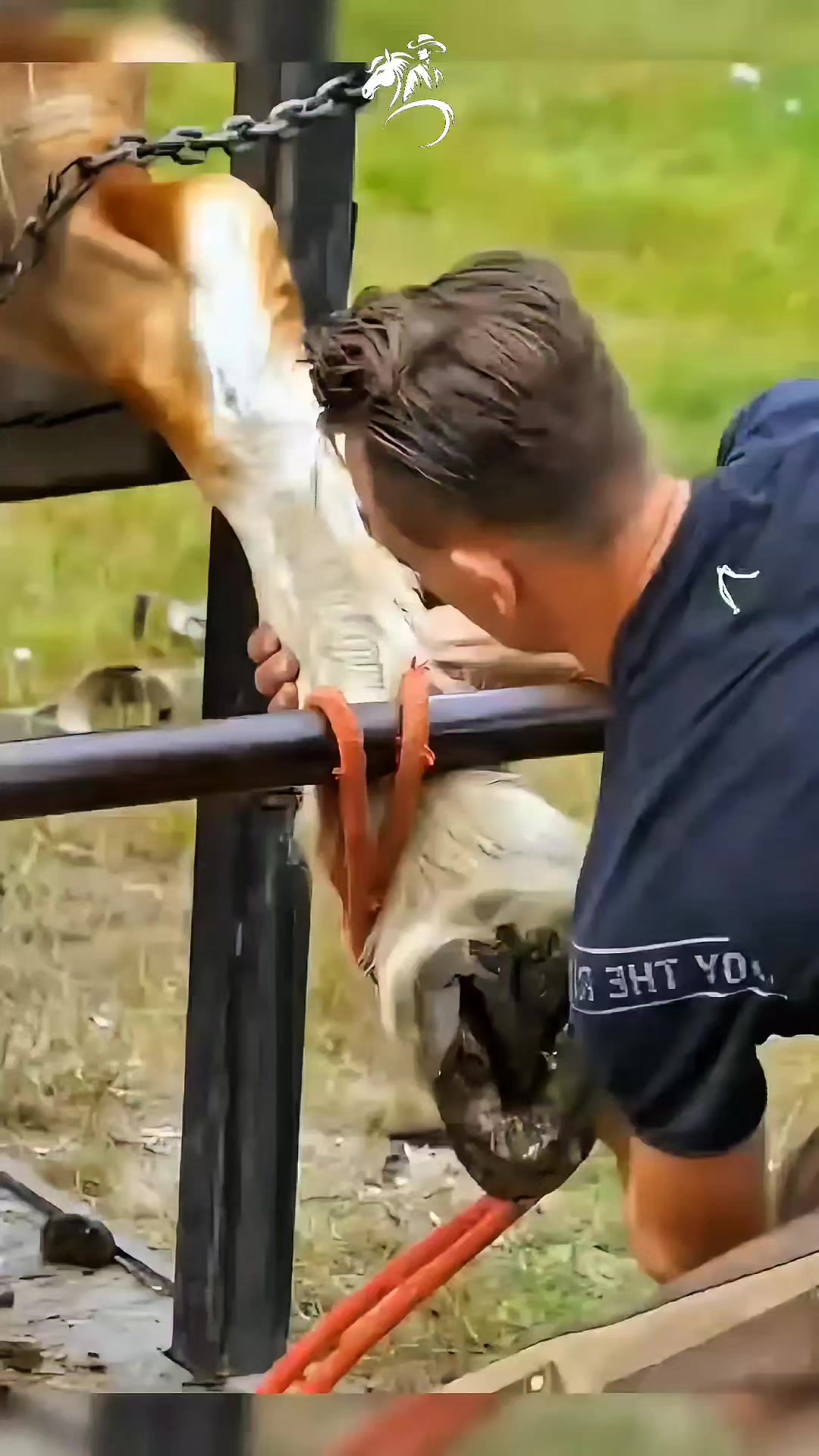 @American Farrier 🇺🇸🇺🇲