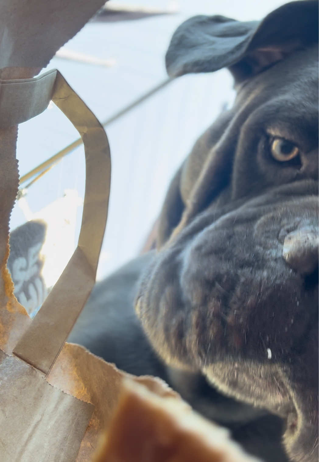@murphy_the_cane_corso