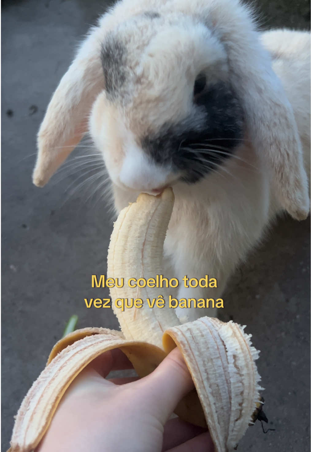 @Ana Lee Palmonari 🪷