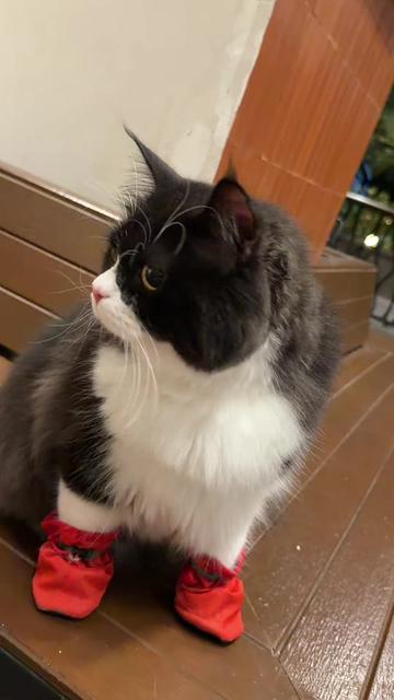 @Bucin cat