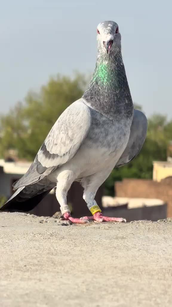 @RAJPUT