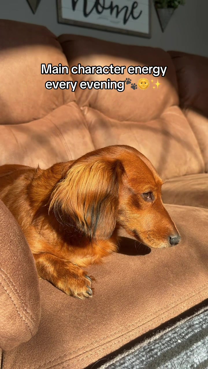 @charliebrownthedoxie