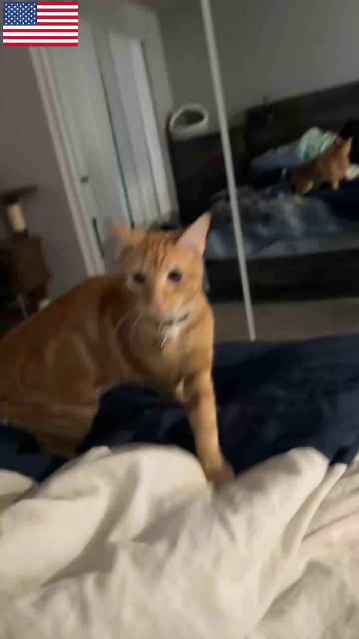 @Kitty Meow