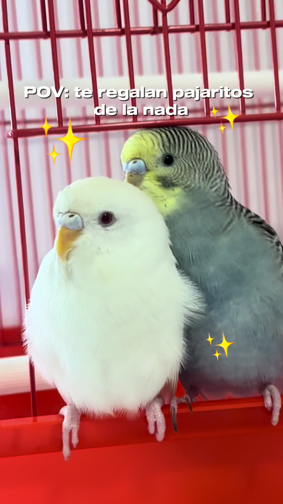 @MUNKI!๐โ