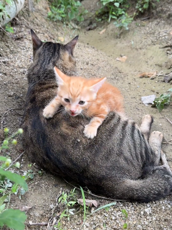 @animal family 0302
