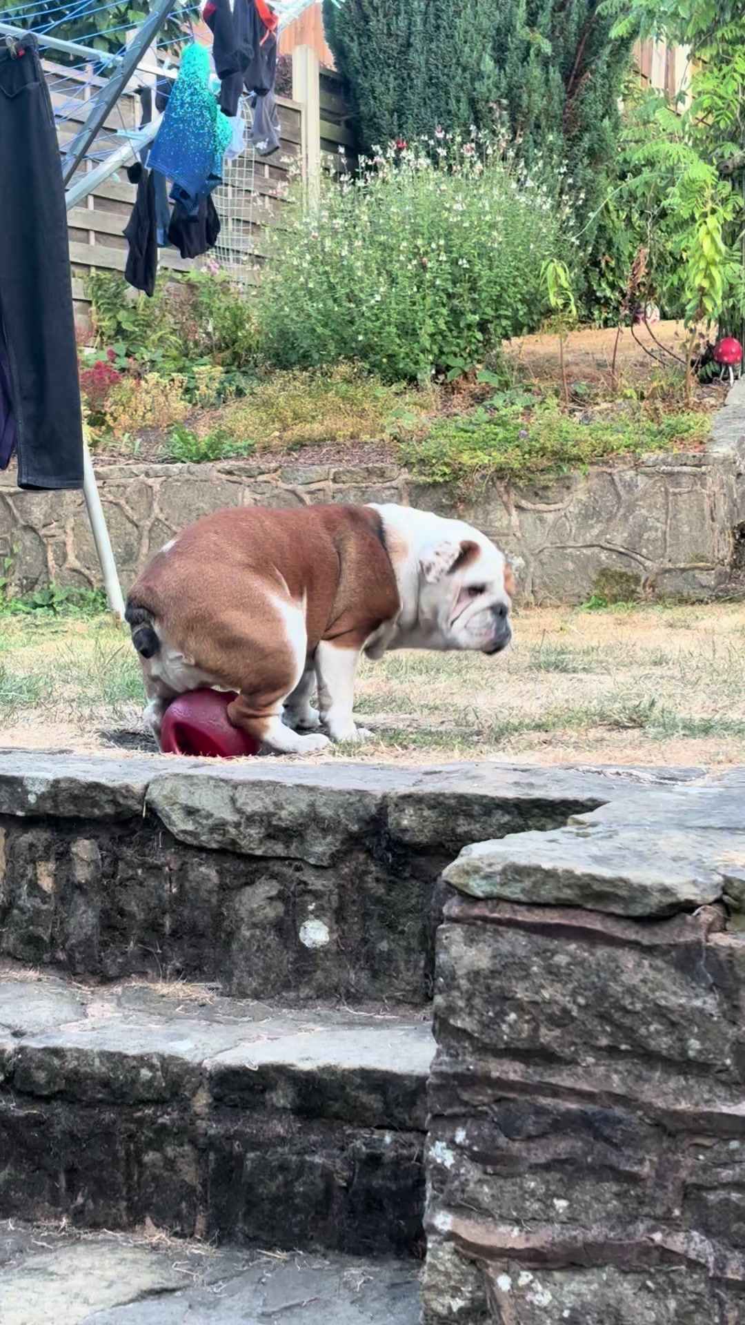 @Nessa the Bulldog 8