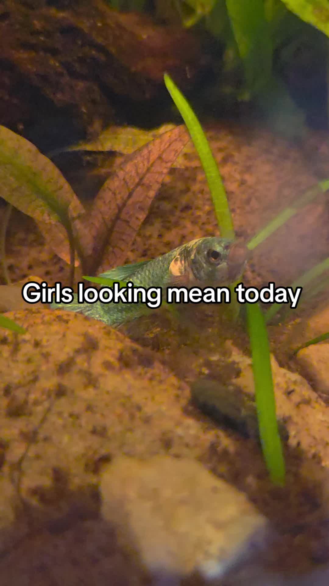 @ella aquatics