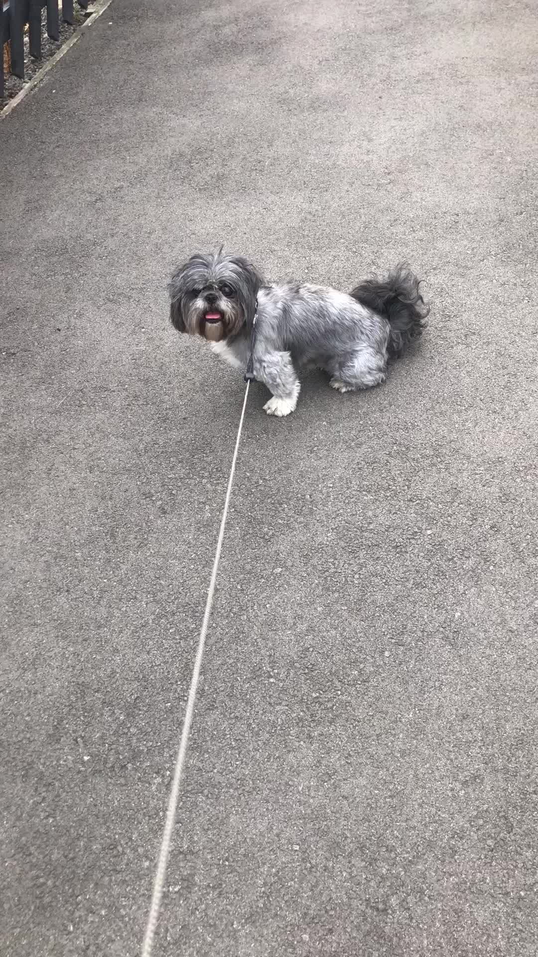 @Mimi the Shihtzu