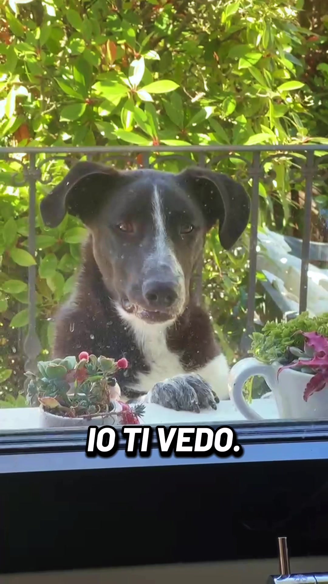 @Cippy & Romeo-a🤣
