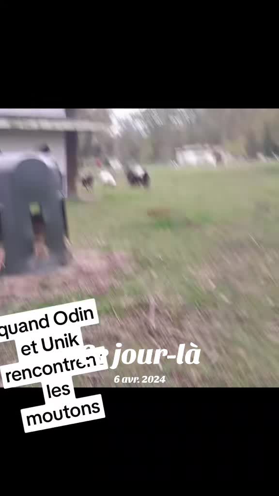 @🐺🐺❤