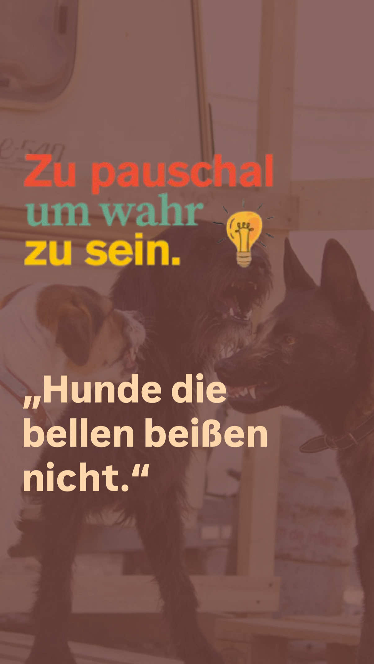 @Antonia | Hundetrainerin