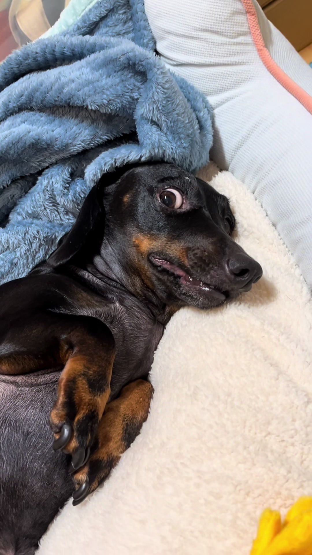 @🐾 Pajti kalandjai 🐾