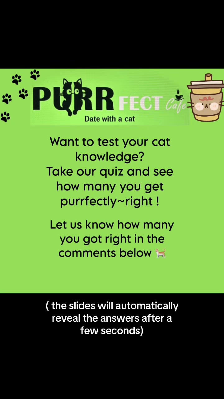 @Purrfect Caf&eacute;