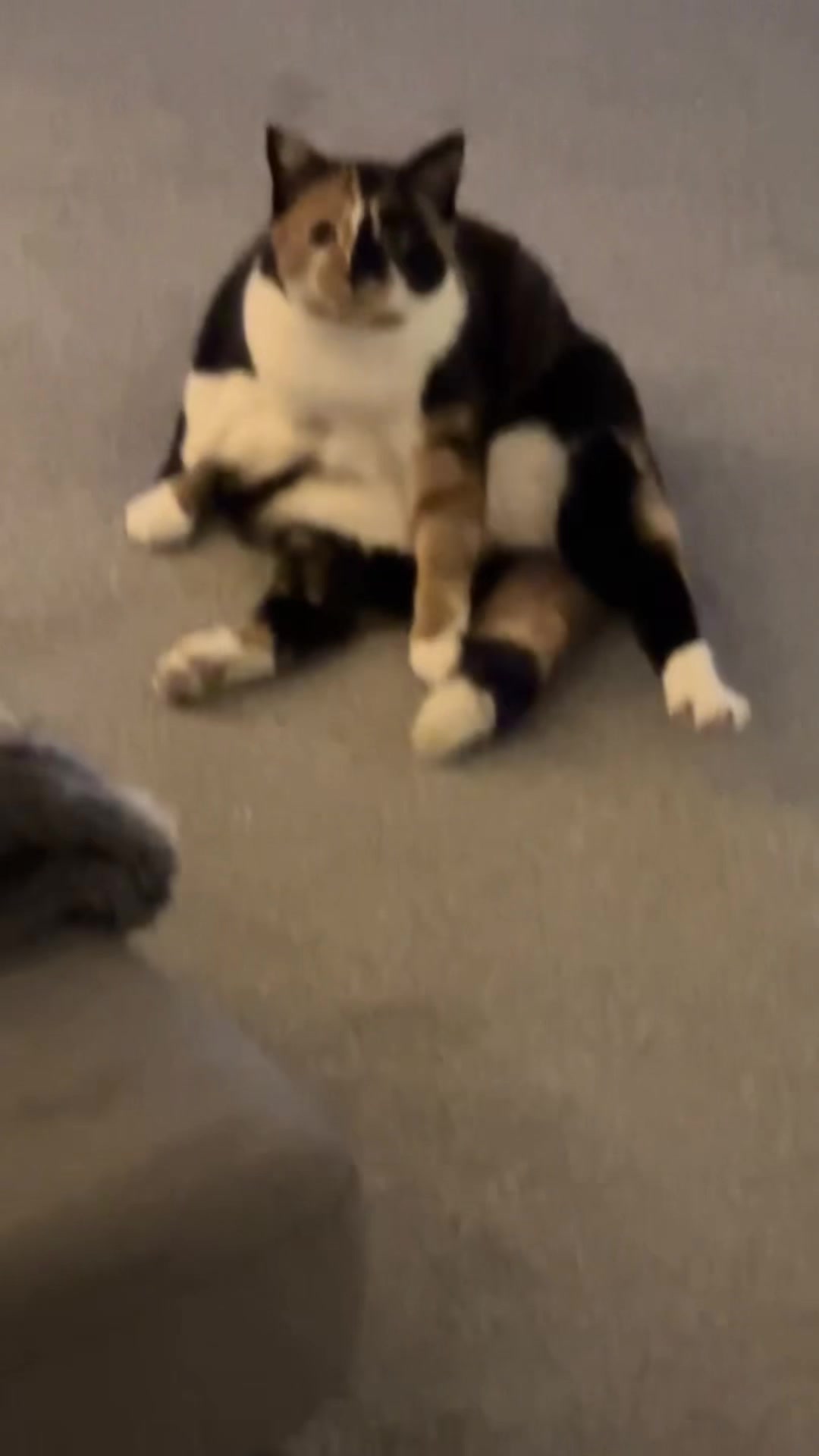 @maya🐈🎵