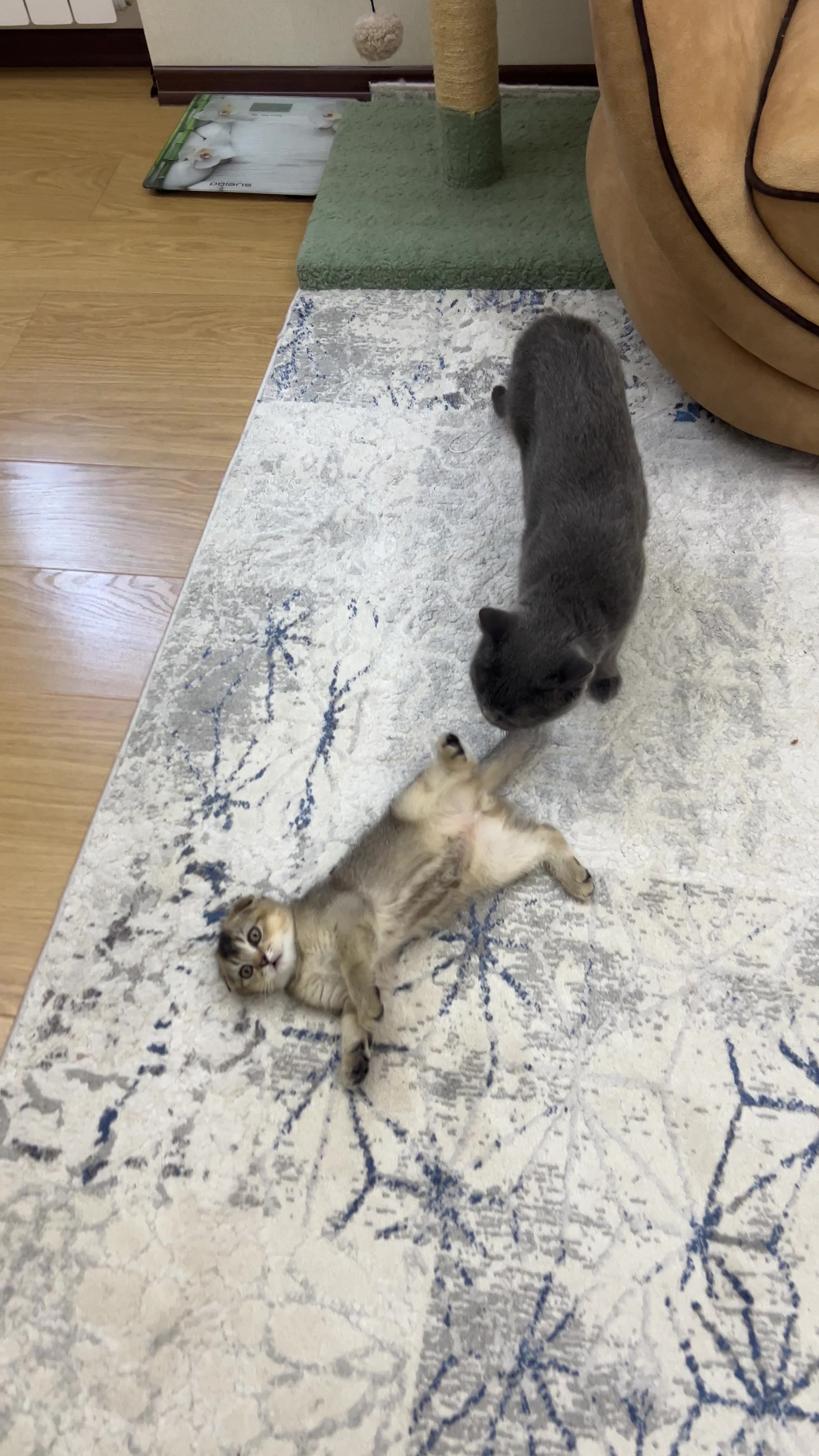 @kittens_uz