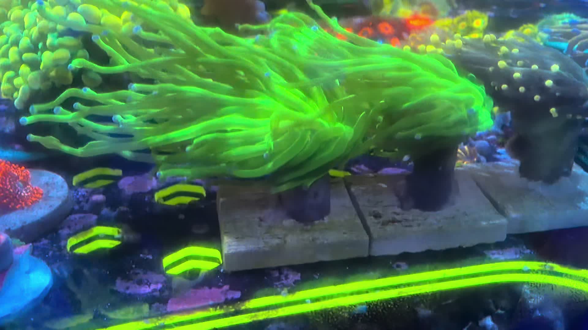 @Inner_Circle_Reefing