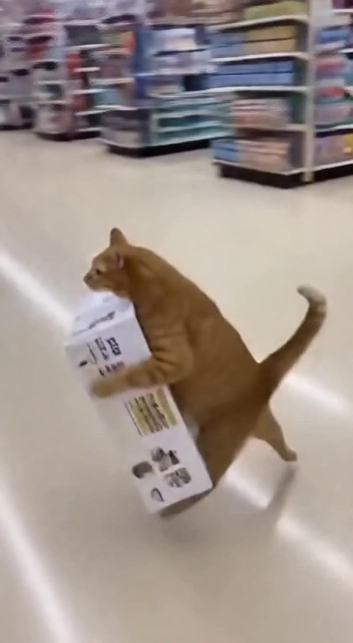 @Baozi in the Wild