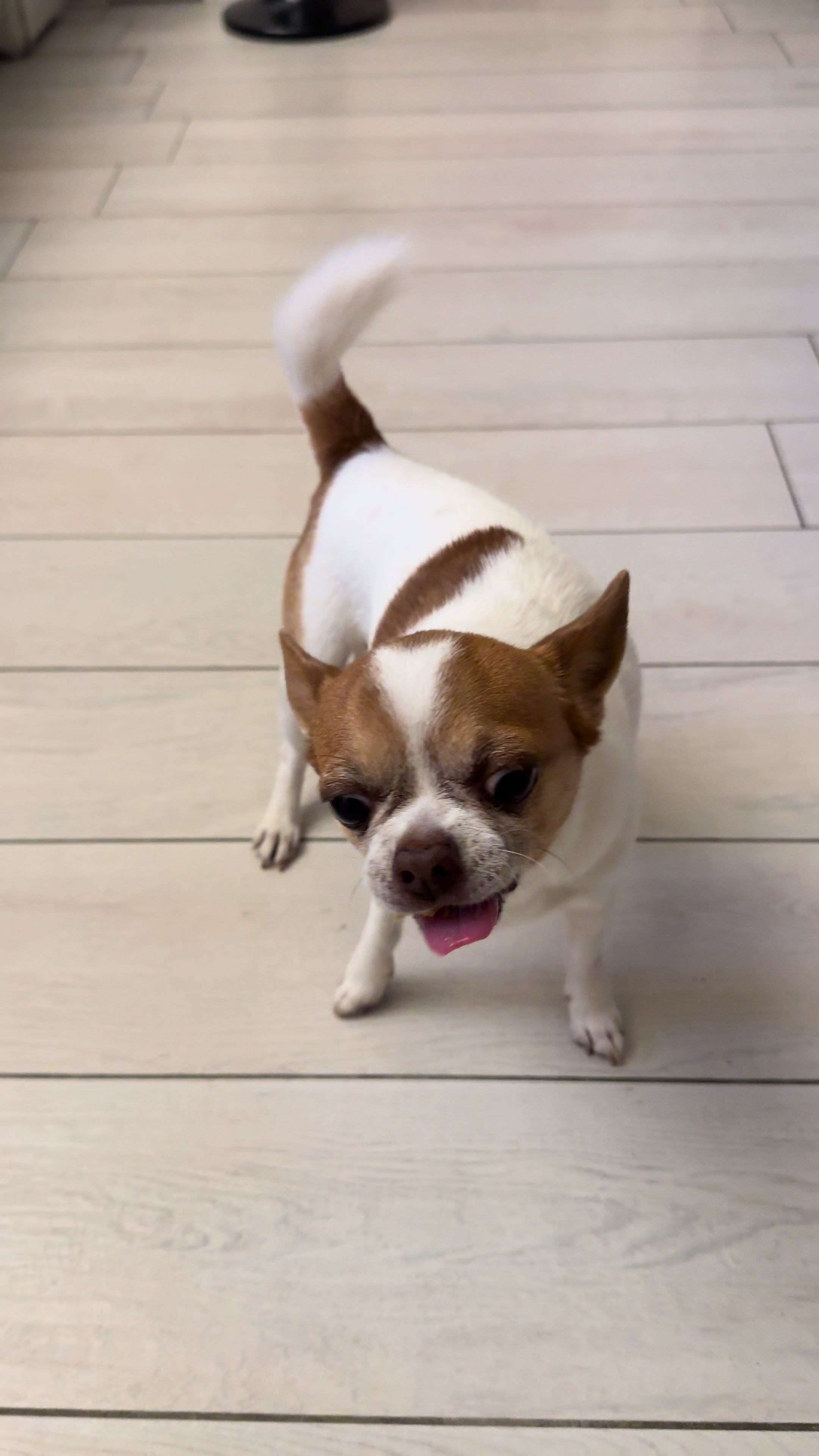 @Ninja_chihuahua