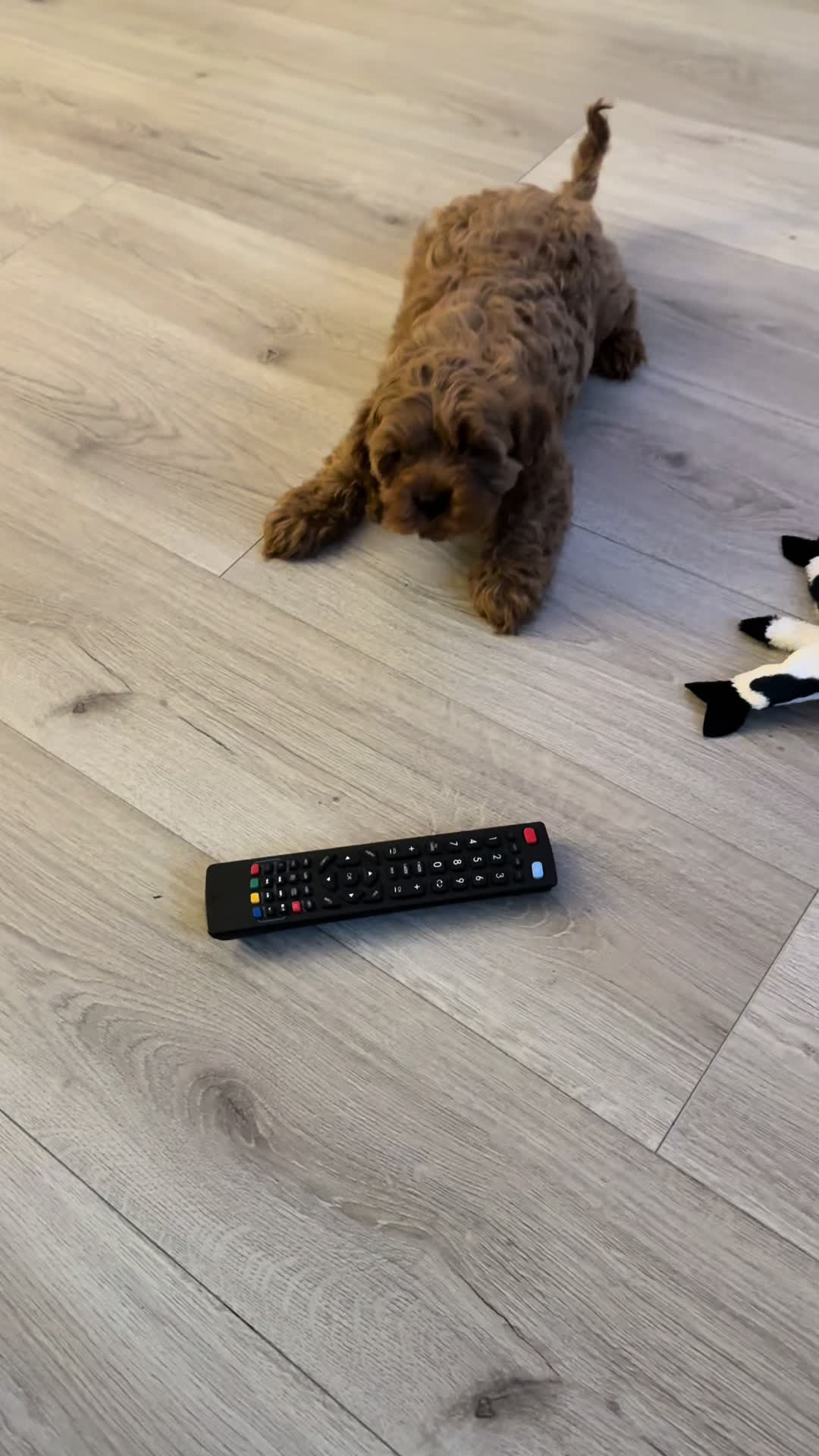 @entityf1
