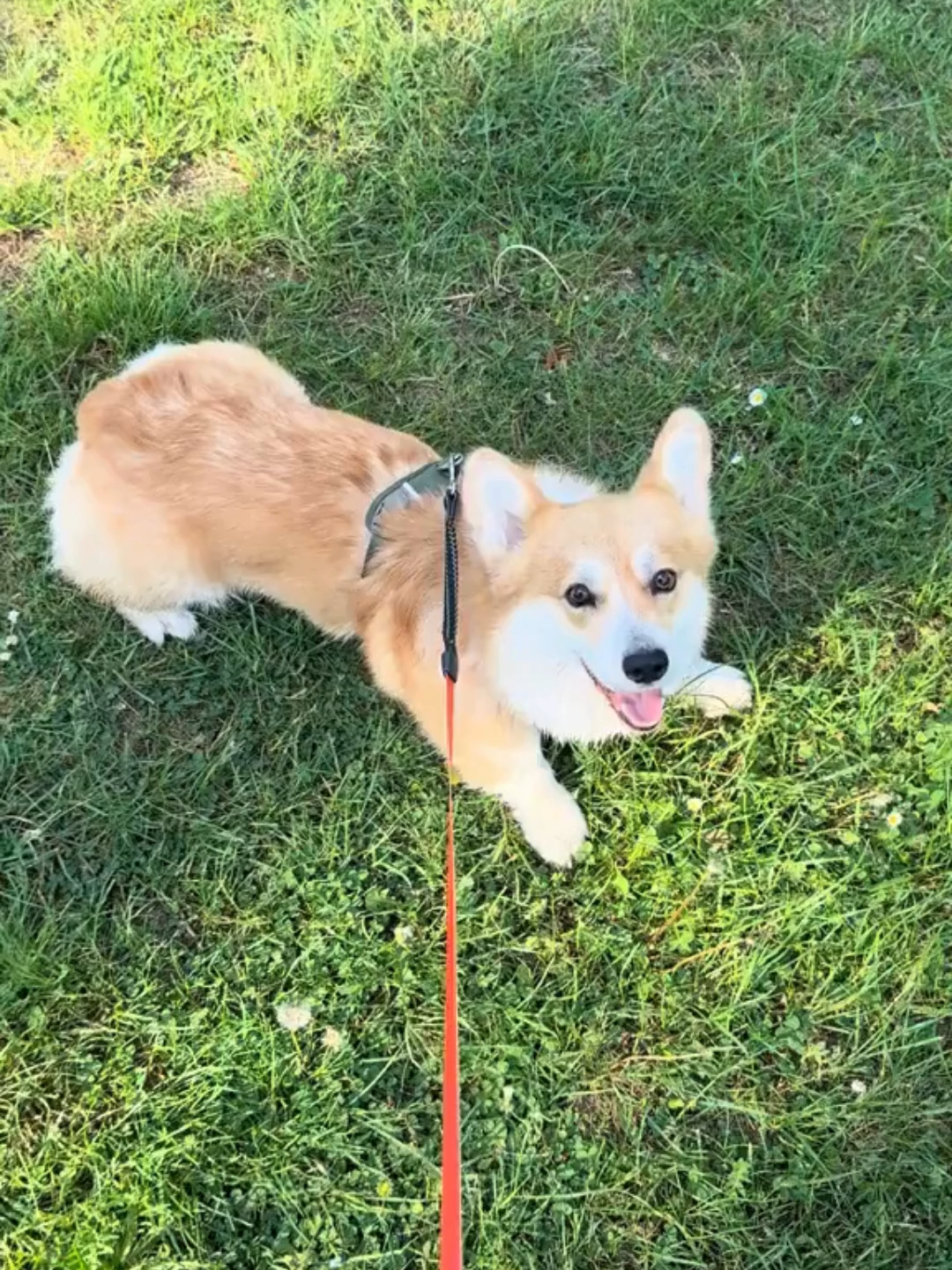 @WoofWoofTV