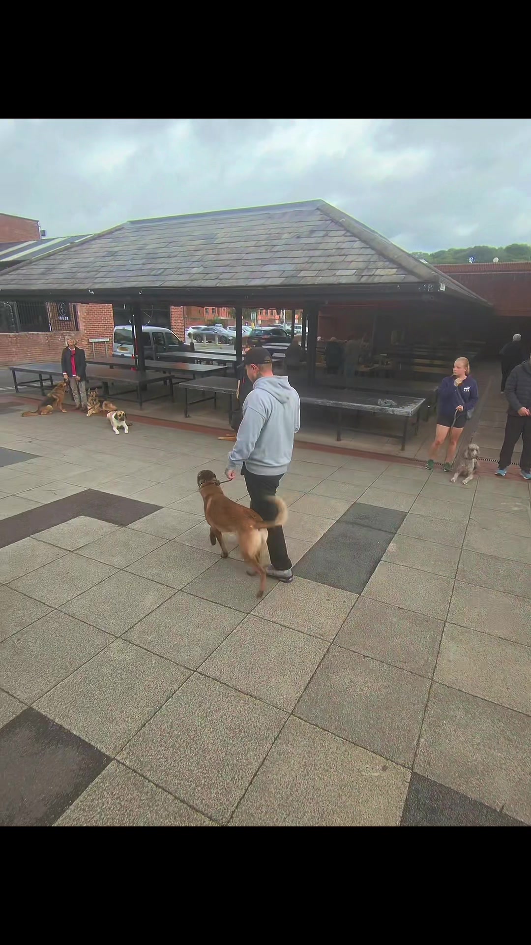 @rbdogtraining