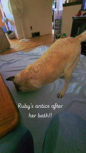@Ruby.The.English.Labrador