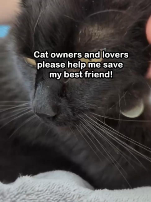 @Saving Paul the brave Cat!