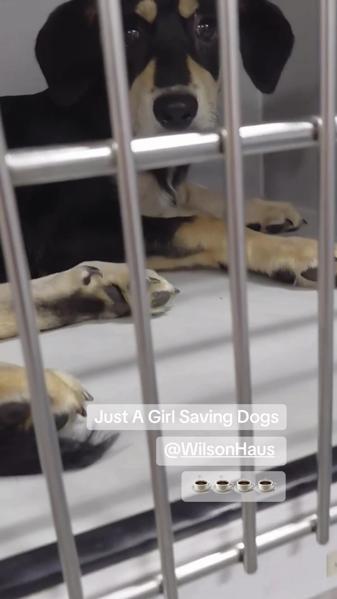 @Just A Girl Saving Dogs