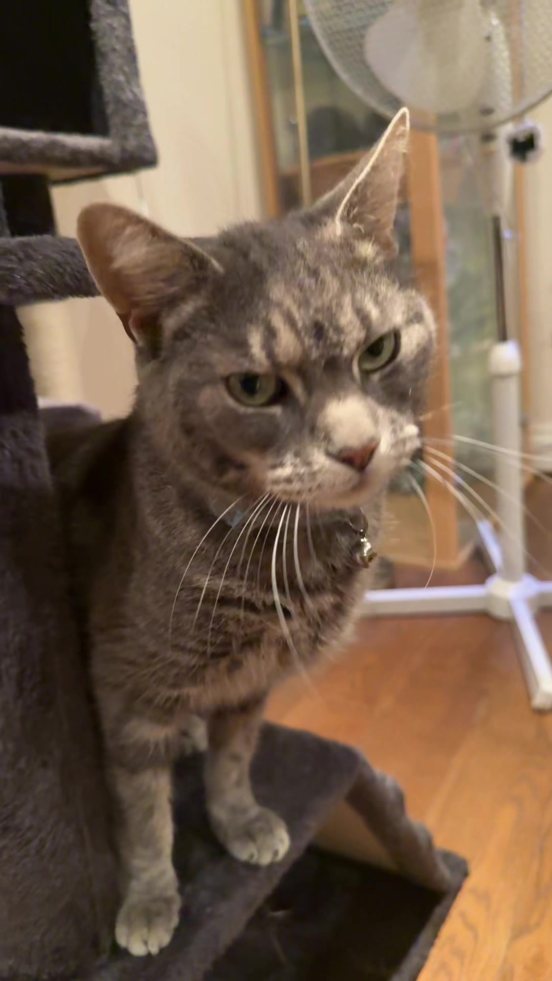 @Miracle Kittens