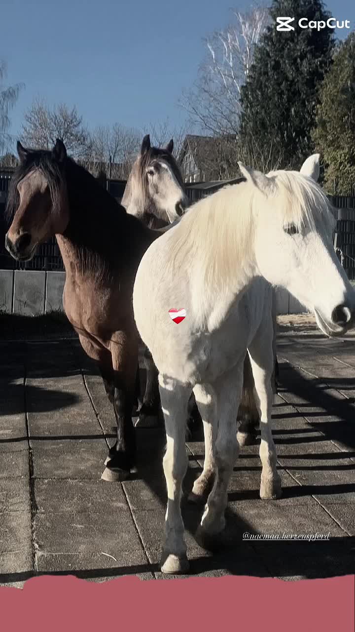 @🐴sophie🐴