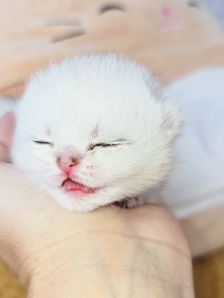 @Cat Chloe & kittens