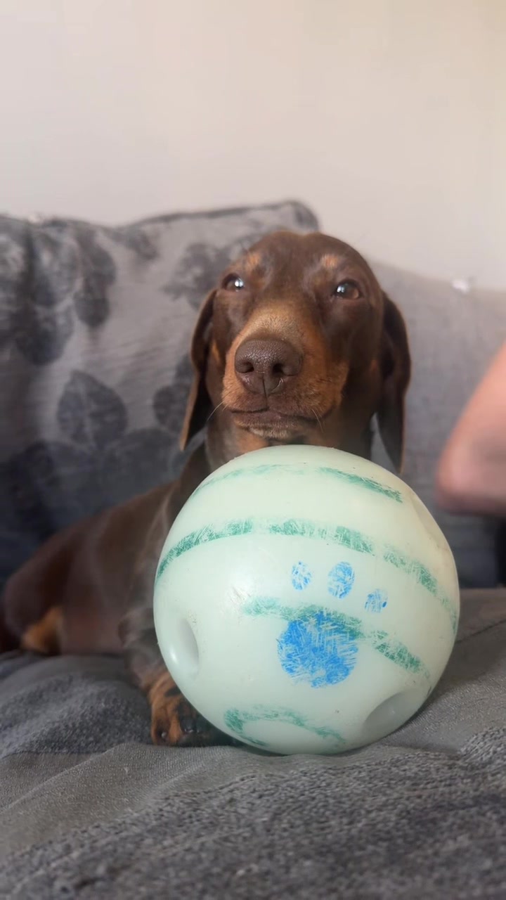 @ciciolive_mini_weiners