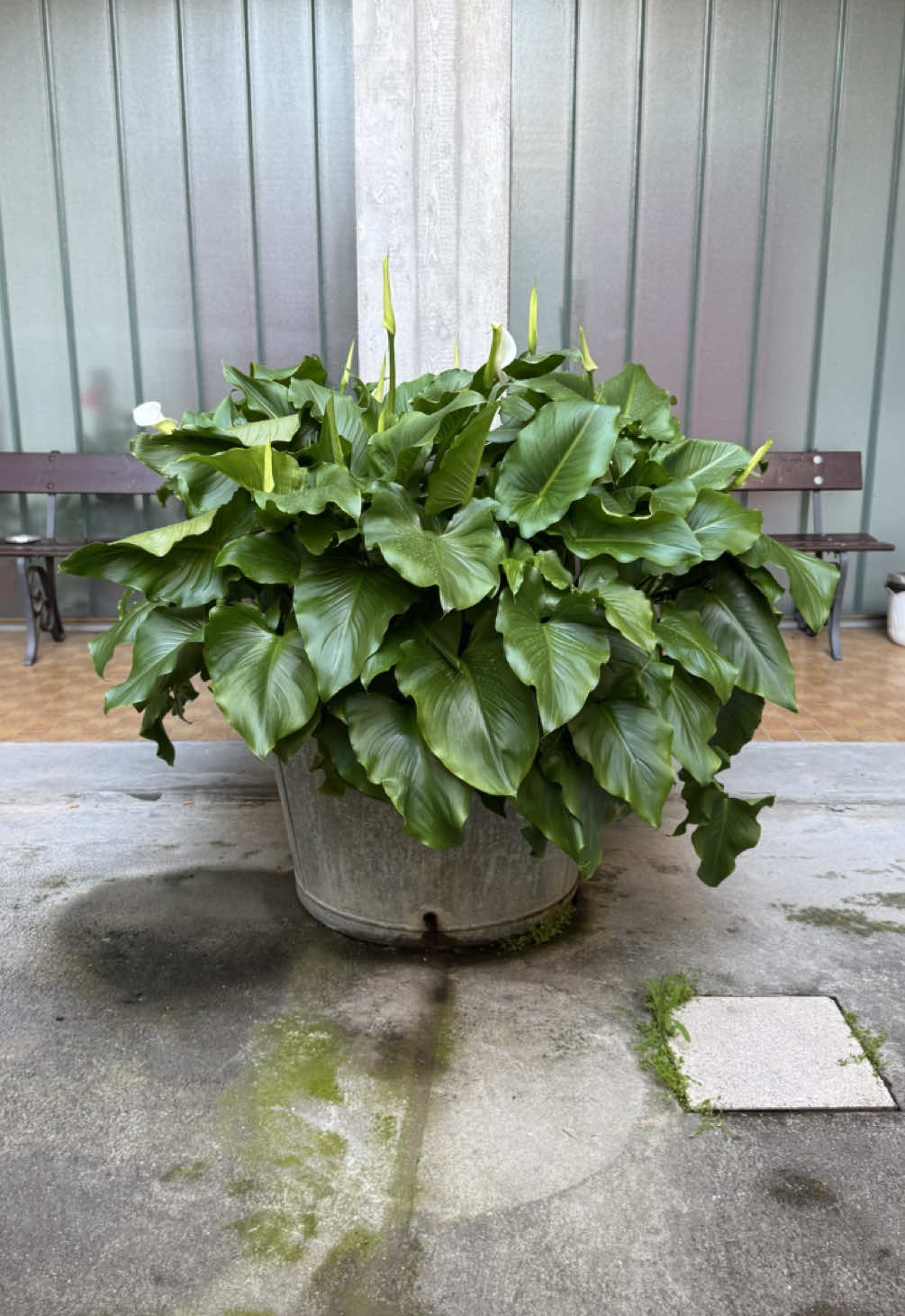 @Incanto Plant Shop