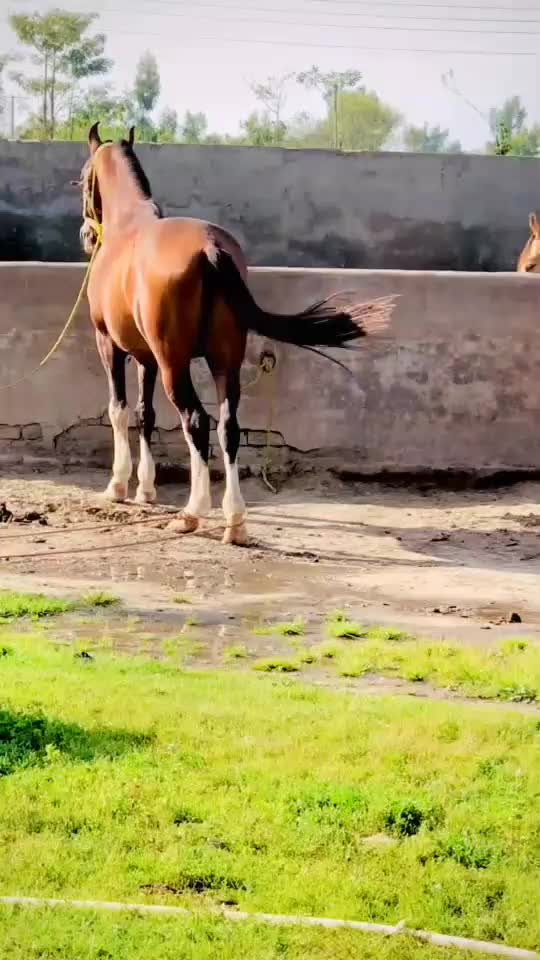 @مہر عامر سہیل لک🐎🏆🥂
