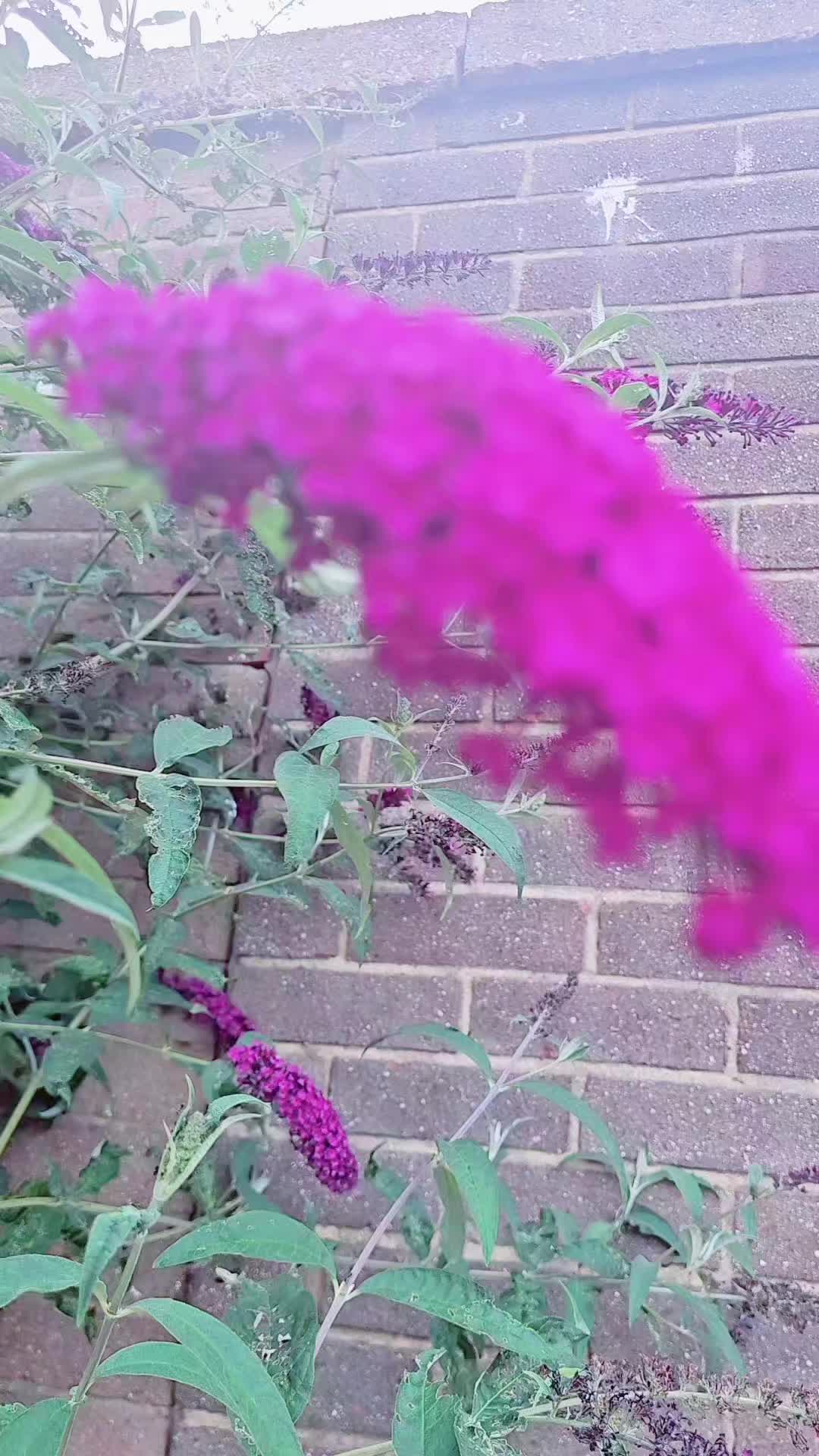 @꧁-🇬🇧𝓒я𝓐𝓢ⓗ👸𝓠𝕌ᗴ𝕖ň🇬🇧-꧂