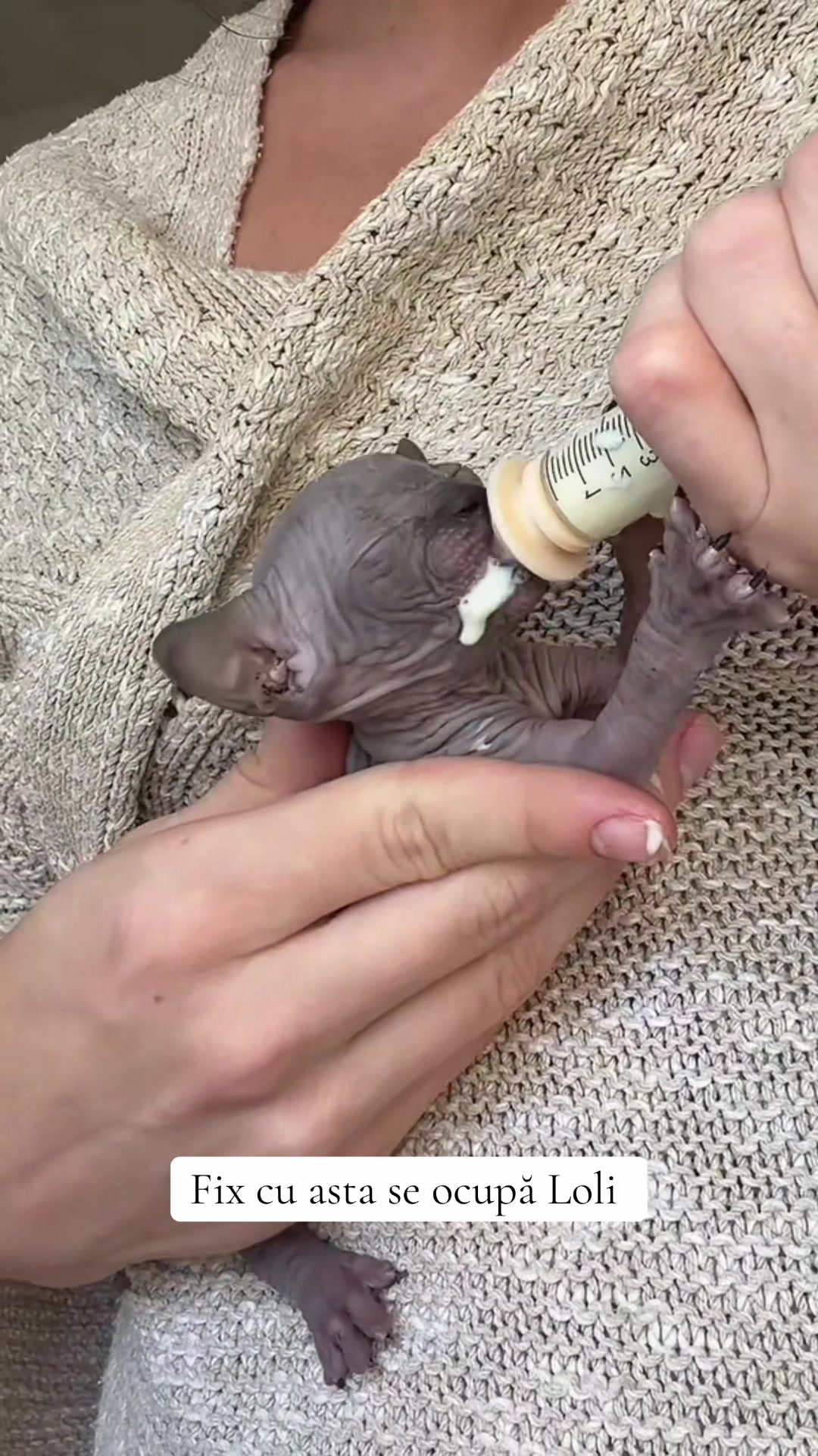 @Diana Ciortan Sphynx Romania