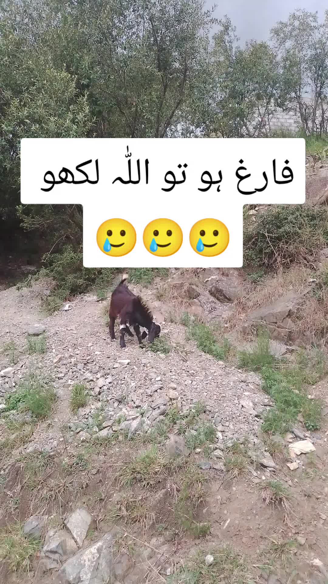@𝗜𝗦𝗟𝗔𝗠𝗜𝗖 𝗩𝗜𝗕𝗘𝗦 ✅