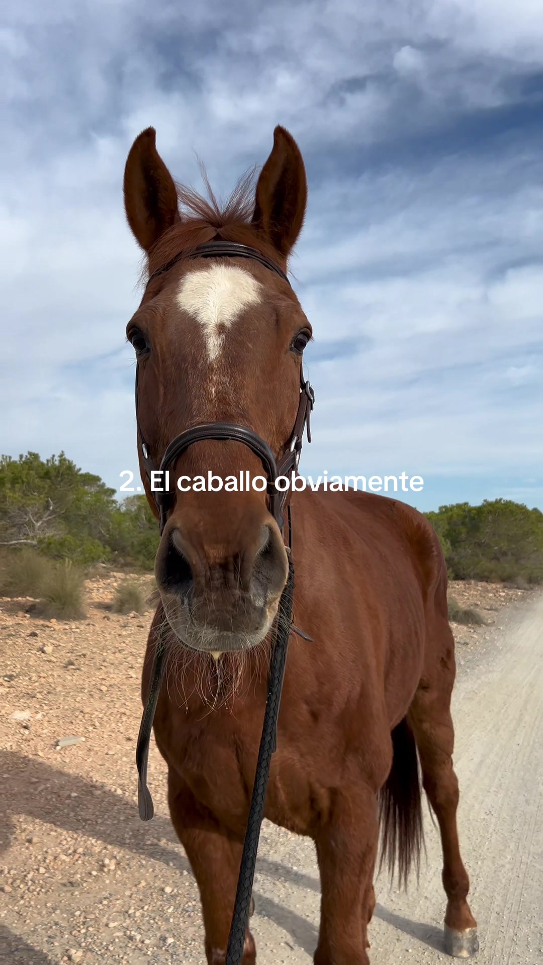 @MyHorse
