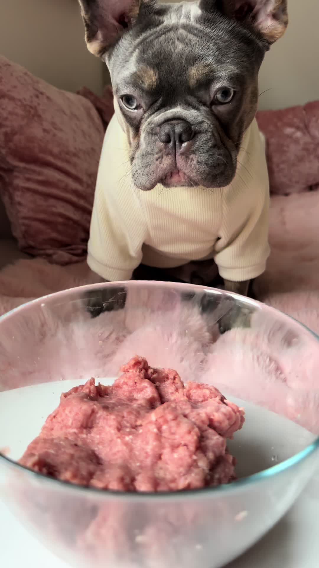 @Diablo the frenchie