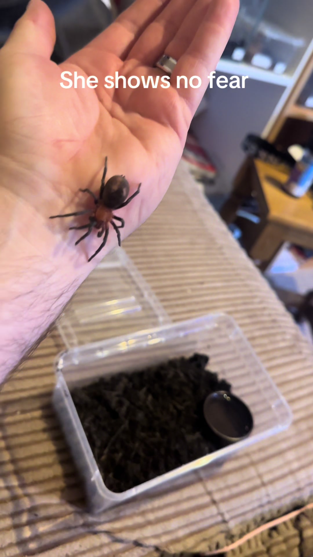 @The Spider Caravan