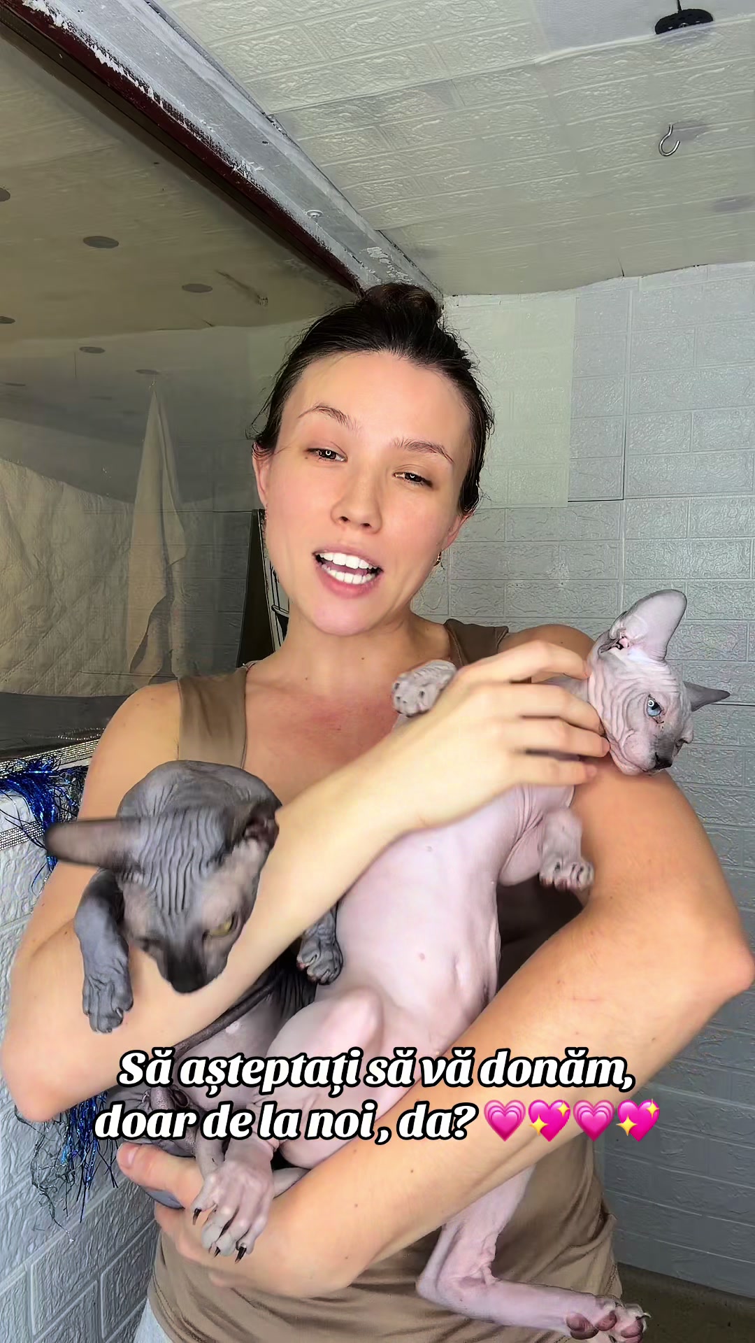 @Diana Ciortan Sphynx Romania