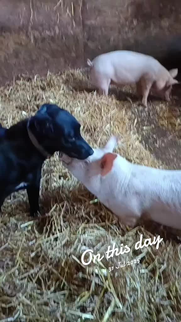 @fieldsforevere42
