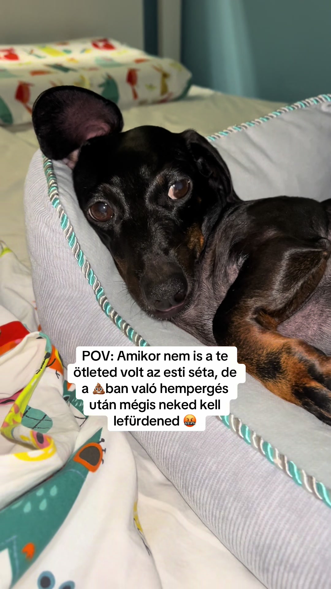 @🐾 Pajti kalandjai 🐾