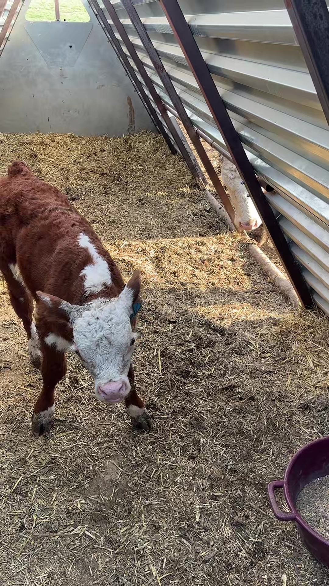@Vos-Cattle-Co