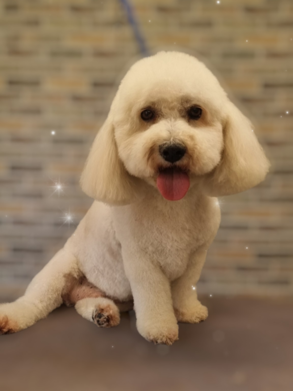 @PawsomeDogGroomingSouthOxhey