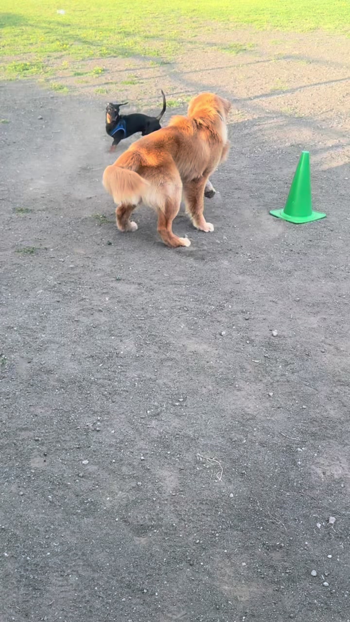 @My funny dog 🐶