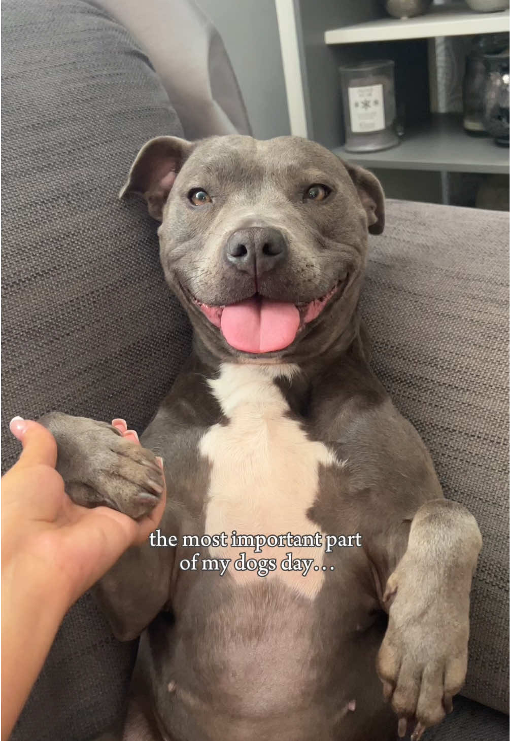 @Myla.thebluestaffy🤍